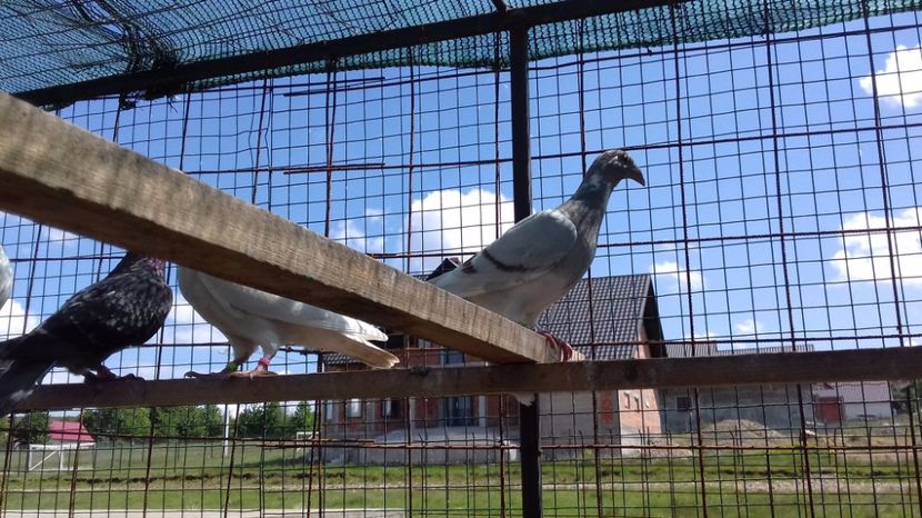  - V Pui voiajori stil vechi 2017