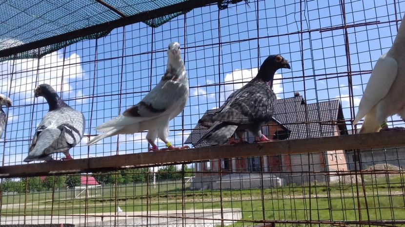  - V Pui voiajori stil vechi 2017