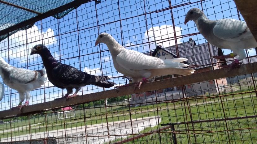  - V Pui voiajori stil vechi 2017