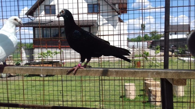  - V Pui voiajori stil vechi 2017