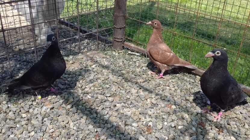  - V Pui voiajori stil vechi 2017