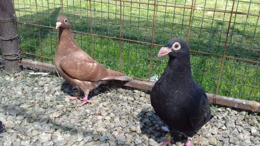  - V Pui voiajori stil vechi 2017