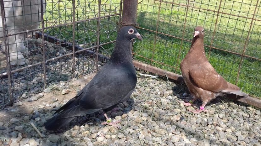  - V Pui voiajori stil vechi 2017