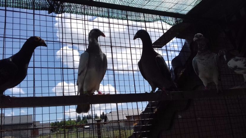  - V Pui voiajori stil vechi 2017