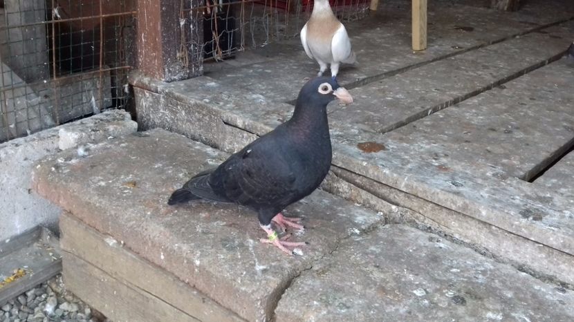  - V Pui voiajori stil vechi 2017