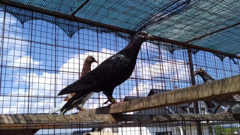  - V Pui voiajori stil vechi 2017