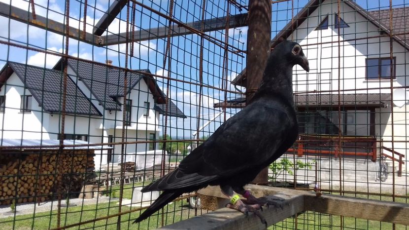  - V Pui voiajori stil vechi 2017