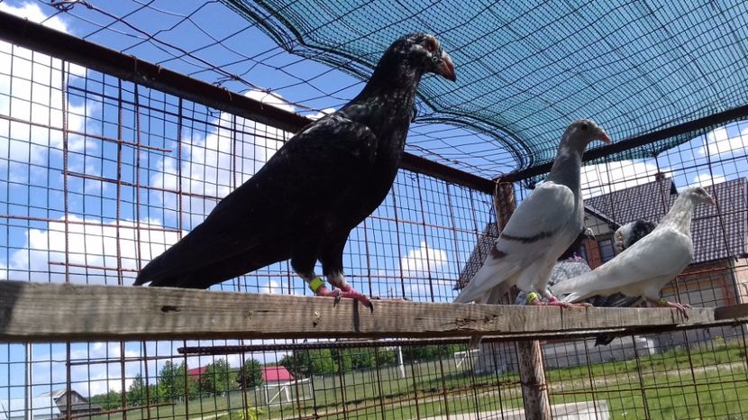  - V Pui voiajori stil vechi 2017