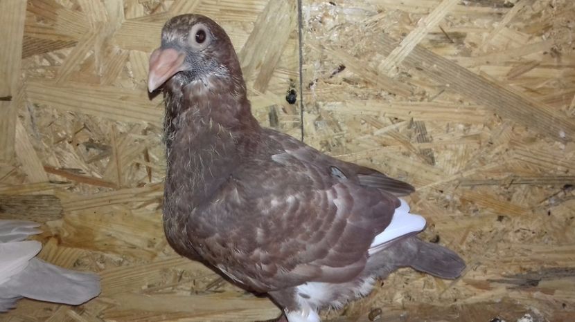  - V Pui voiajori stil vechi 2017