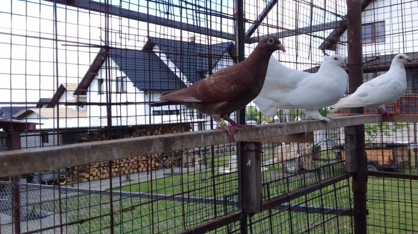  - V Pui voiajori stil vechi 2017