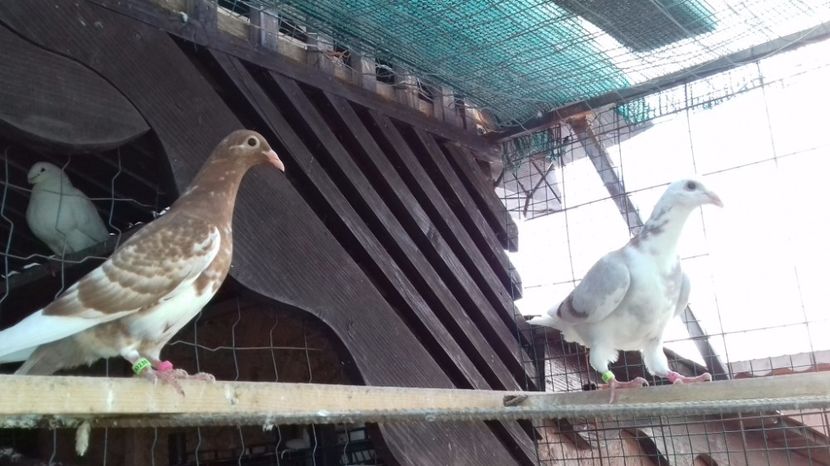  - V Pui voiajori stil vechi 2017