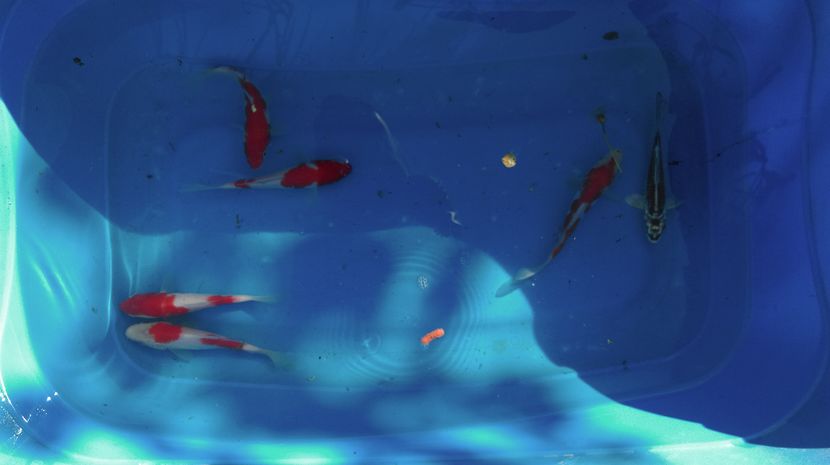 12-15 cm - crapii mei 2017