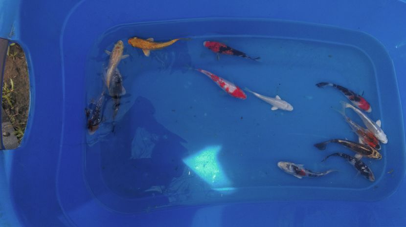 10-12 cm - crapii mei 2017