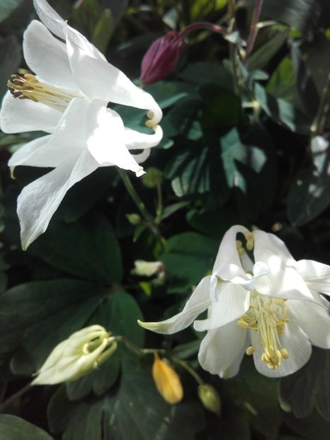  - Flori de gradina 2017