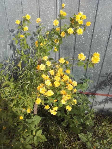  - Flori de gradina 2017