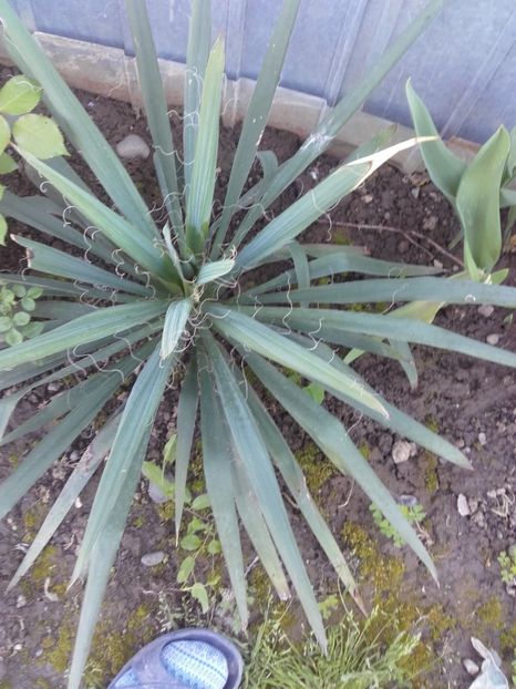  - Flori de gradina 2017