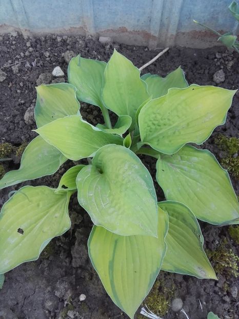  - Flori de gradina 2017