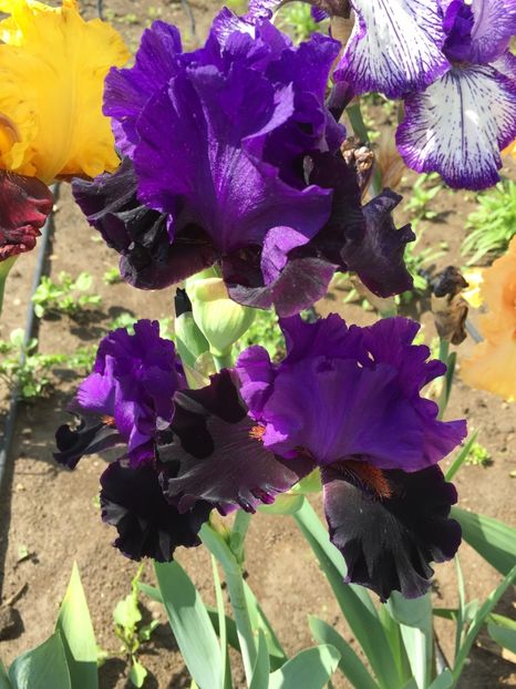 Wild Wings - GRADINA 2017