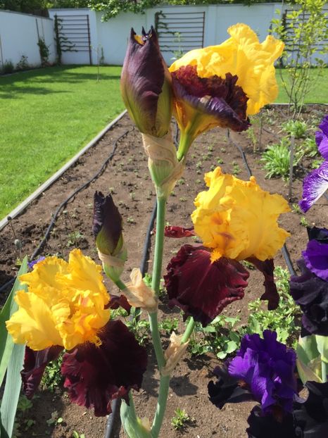 Glad Rags - GRADINA 2017