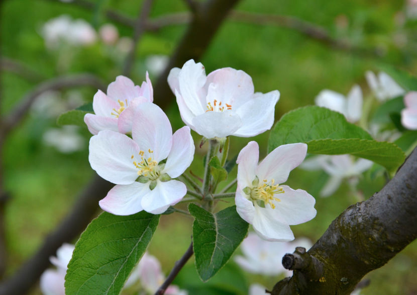  - ARBORII IN FLOARE