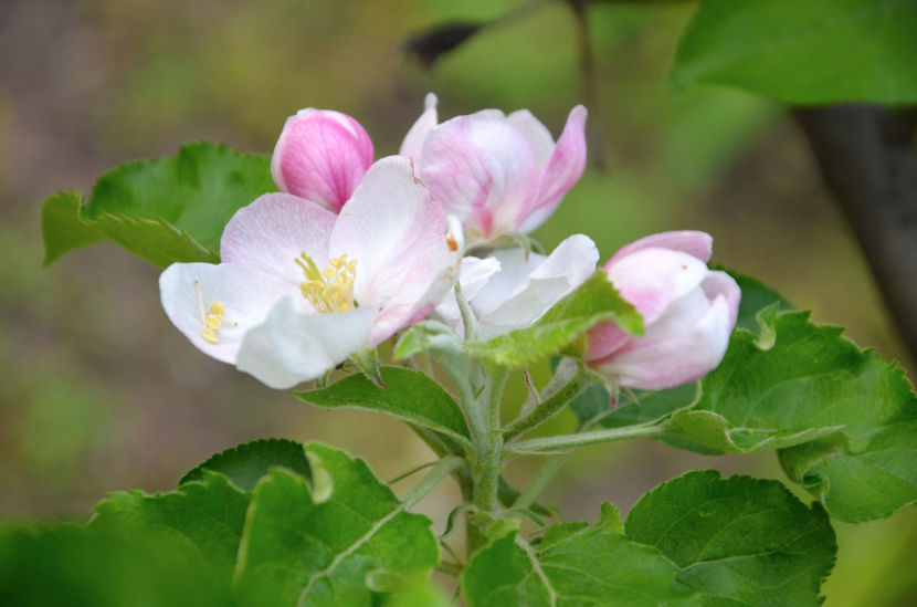  - ARBORII IN FLOARE