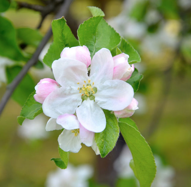  - ARBORII IN FLOARE