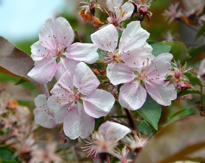  - ARBORII IN FLOARE