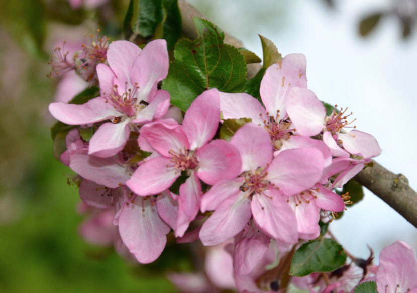  - ARBORII IN FLOARE