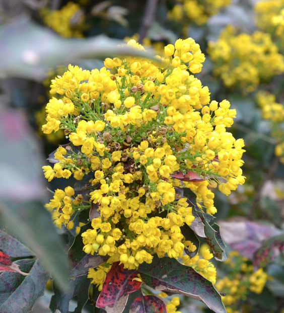  - ARBORII IN FLOARE