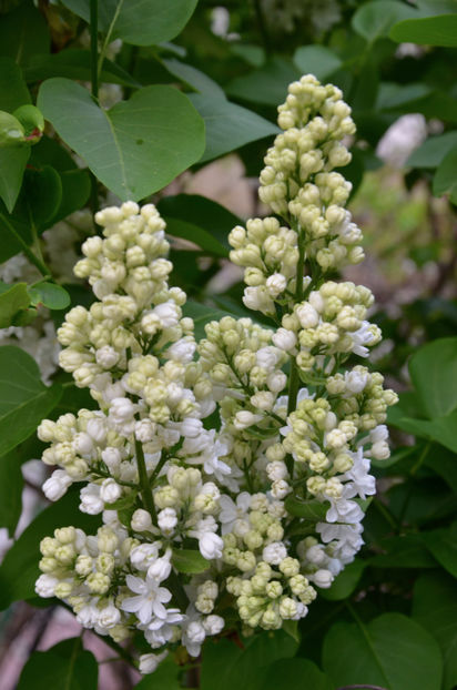  - ARBORII IN FLOARE