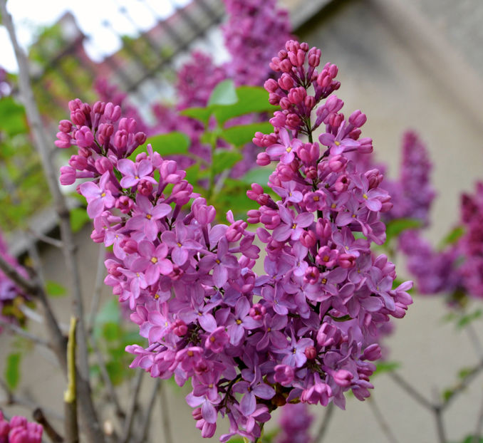  - ARBORII IN FLOARE