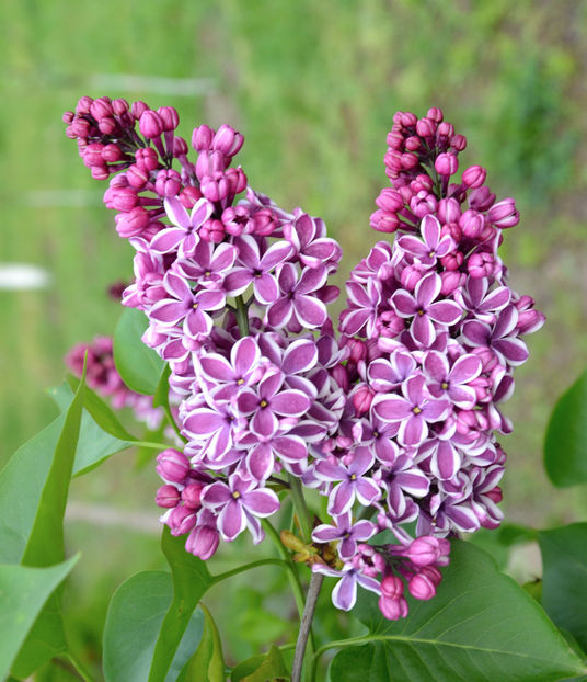  - ARBORII IN FLOARE