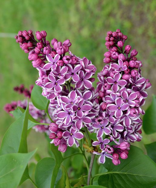  - ARBORII IN FLOARE