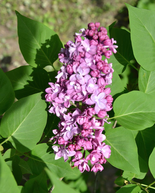  - ARBORII IN FLOARE