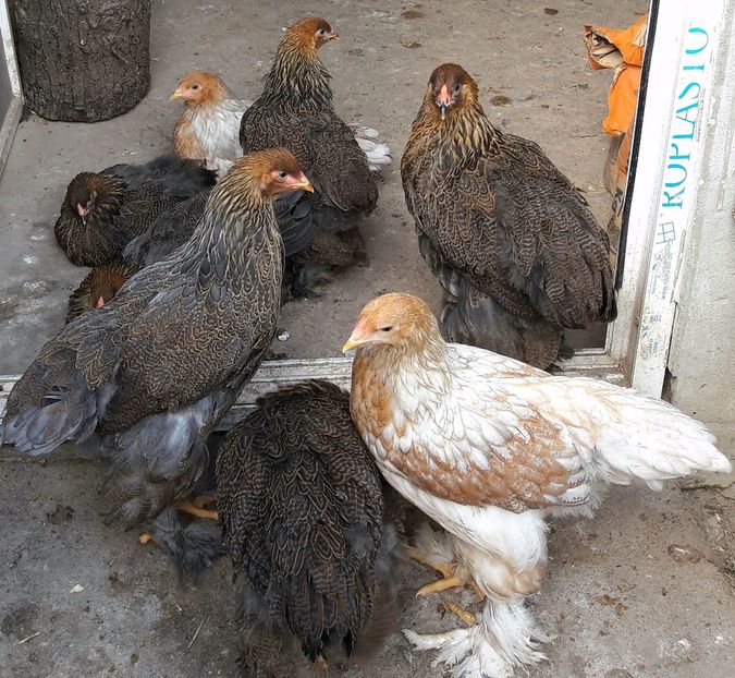  - a__Pui si tineret brahma 2017