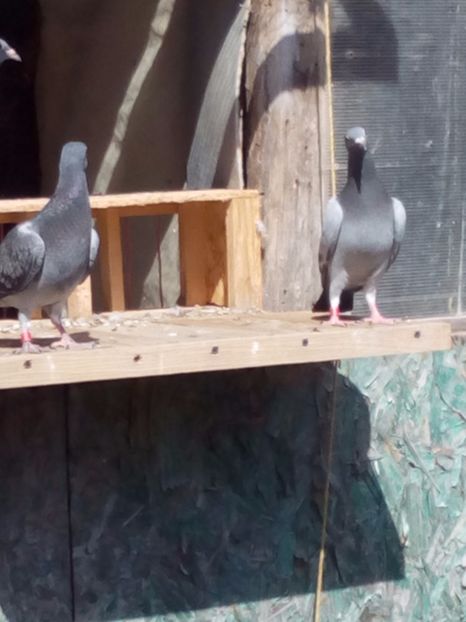 PUI 2017 - Porumbei 2017