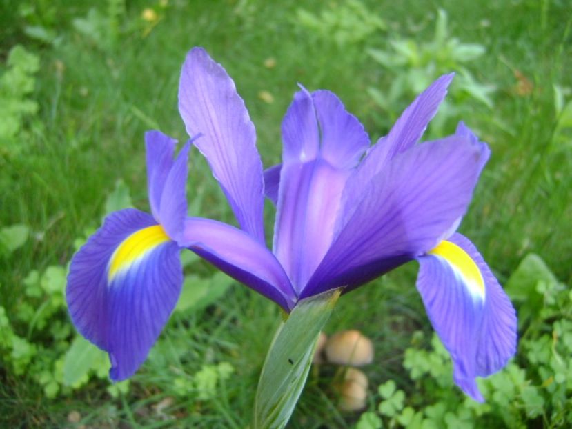 Iris hollandica Blue Magic - Primavara 2017 bis