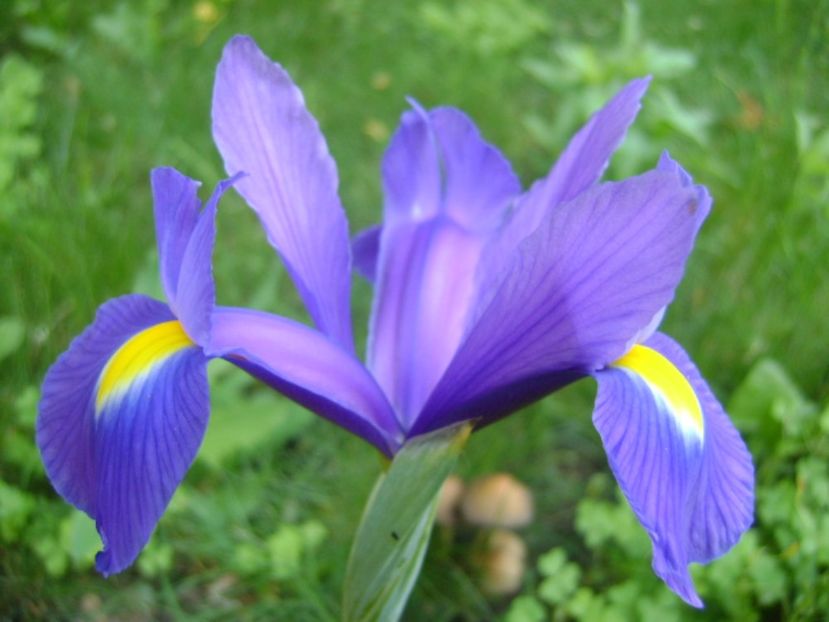 Iris hollandica Blue Magic - Primavara 2017 bis