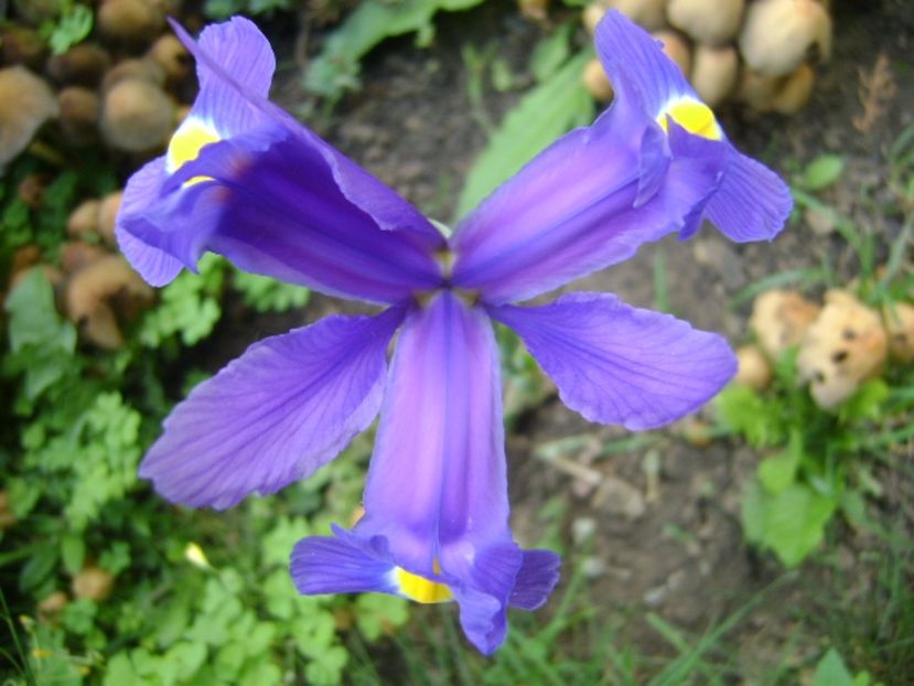 Iris hollandica Blue Magic - Primavara 2017 bis