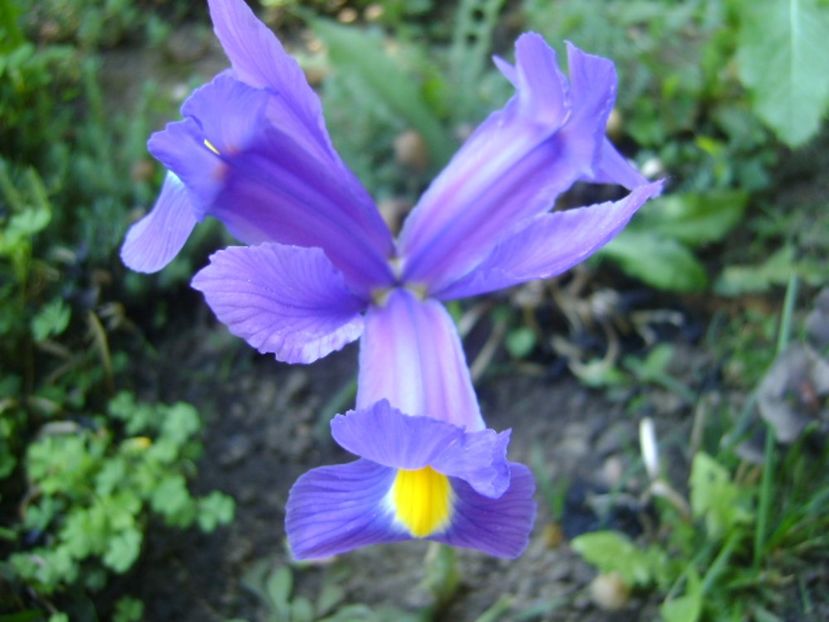 Iris hollandica Blue Magic - Primavara 2017 bis
