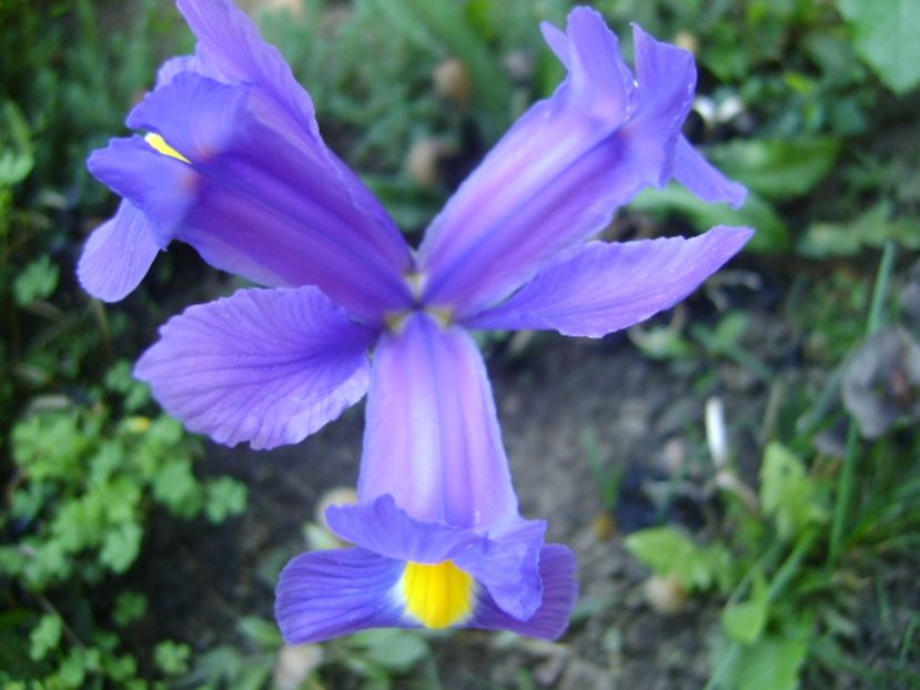 Iris hollandica Blue Magic - Primavara 2017 bis