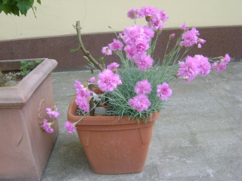 Garofite (Dianthus chinensis) - Primavara 2017 bis