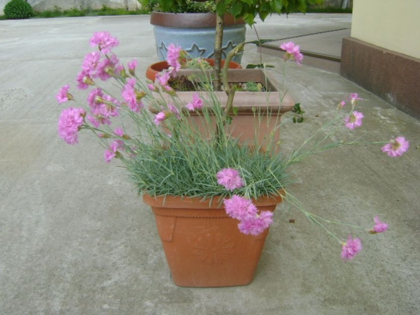 Garofite (Dianthus chinensis) - Primavara 2017 bis