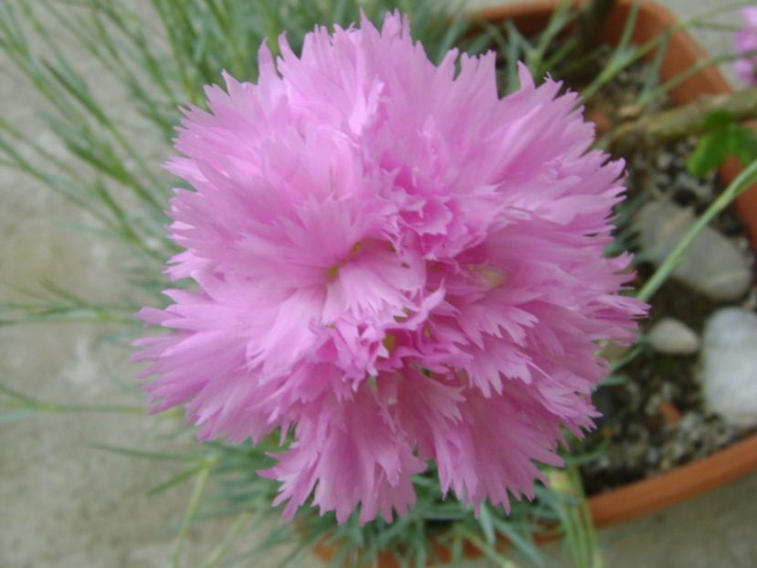 Garofite (Dianthus chinensis) - Primavara 2017 bis