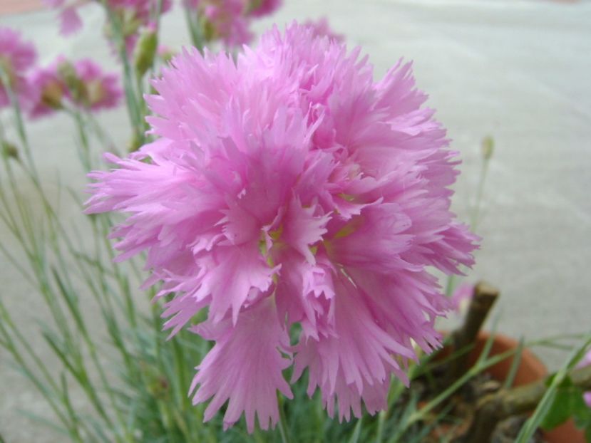 Garofite (Dianthus chinensis) - Primavara 2017 bis