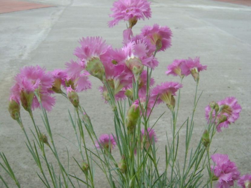Garofite (Dianthus chinensis) - Primavara 2017 bis