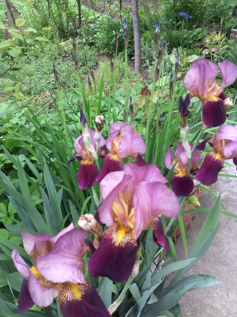  - 01-Flori din curtea mea 2017