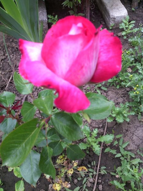  - 01-Flori din curtea mea 2017