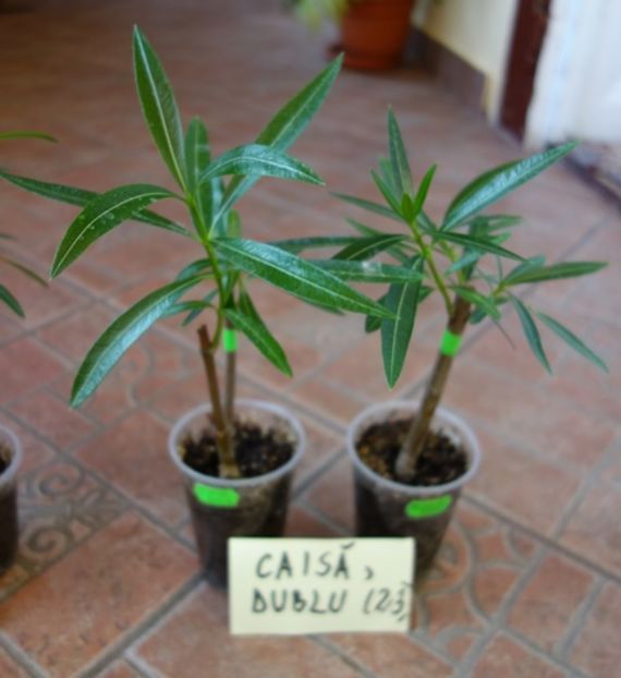  - aa provizoriu