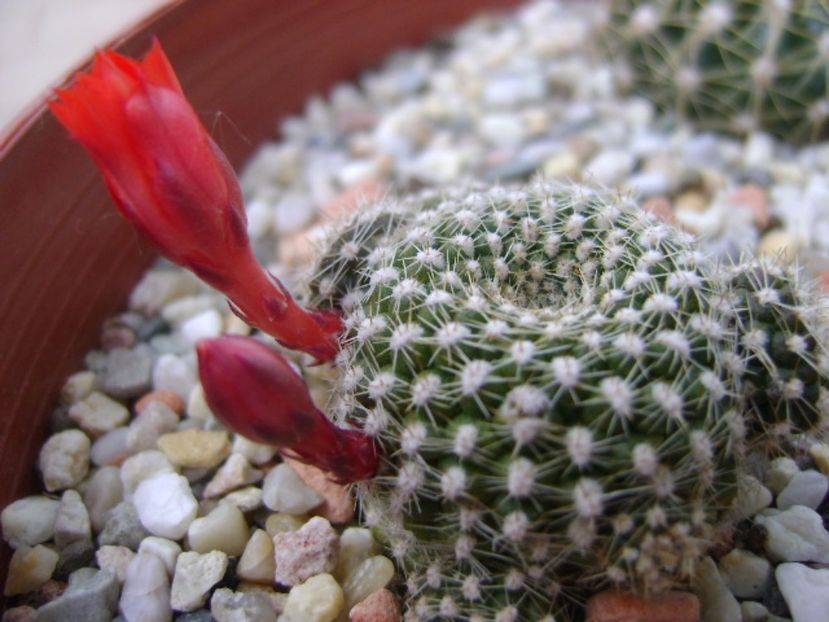 Rebutia krainziana - Cactusi 2017